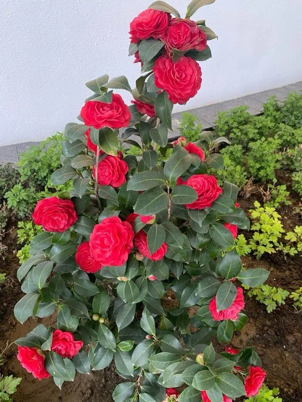 Hybrid_Red_Camellia_Flower_Plant_(Pack_Of-1)