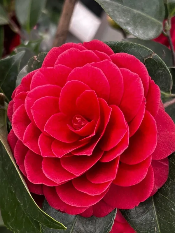 Hybrid_Red_Camellia_Flower_Plant_(Pack_Of-1)