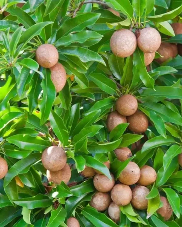 Hybrid_Cricket_Ball_Chikoo_Grafting_Plant_(Pack_Of-1)