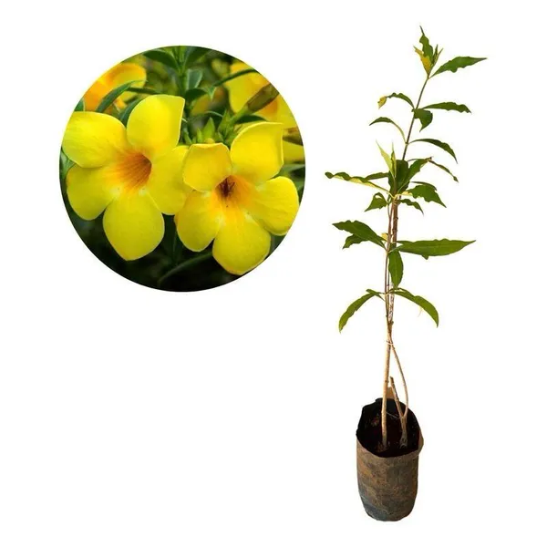 Hybrid_Yellow_Allamanda_Flower_Plant_(Pack_Of-1_)