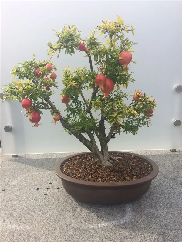 Hybrid_Pomegranate_Grafting_Plant_(Pack_Of_1)
