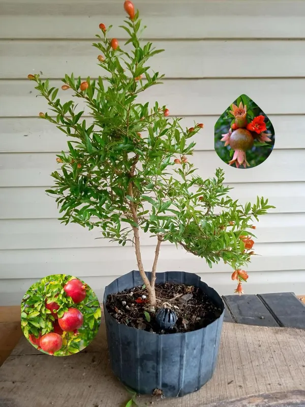 Hybrid_Pomegranate_Grafting_Plant_(Pack_Of_1)