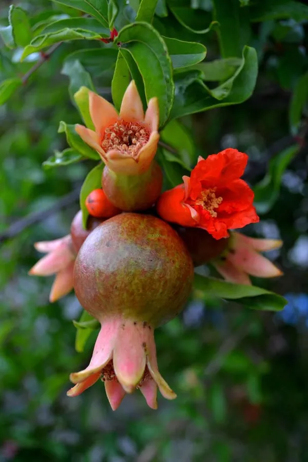 Hybrid_Pomegranate_Grafting_Plant_(Pack_Of_1)
