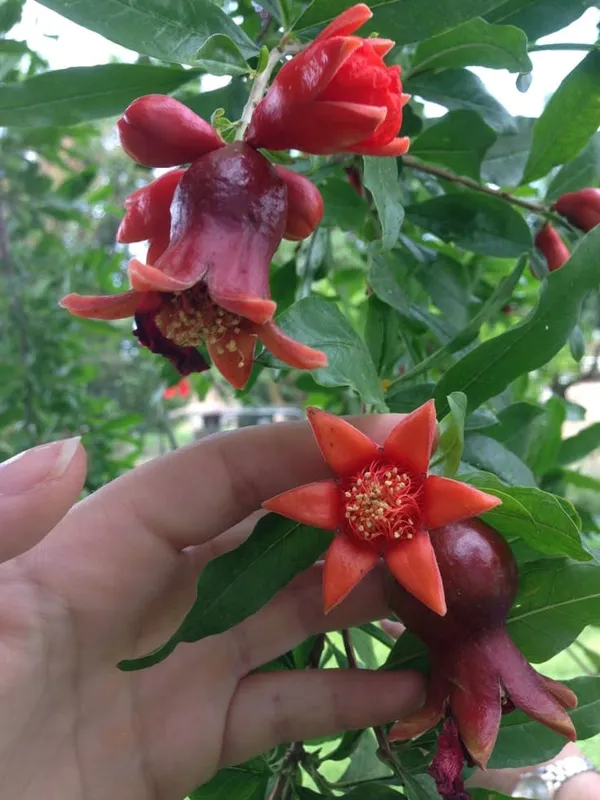 Hybrid_Pomegranate_Grafting_Plant_(Pack_Of_1)