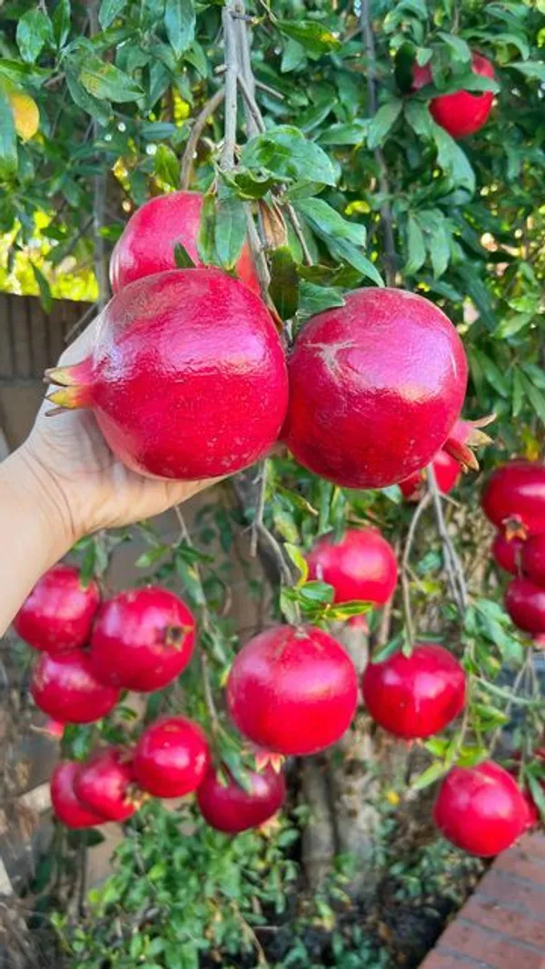 Hybrid_Pomegranate_Grafting_Plant_(Pack_Of_1)
