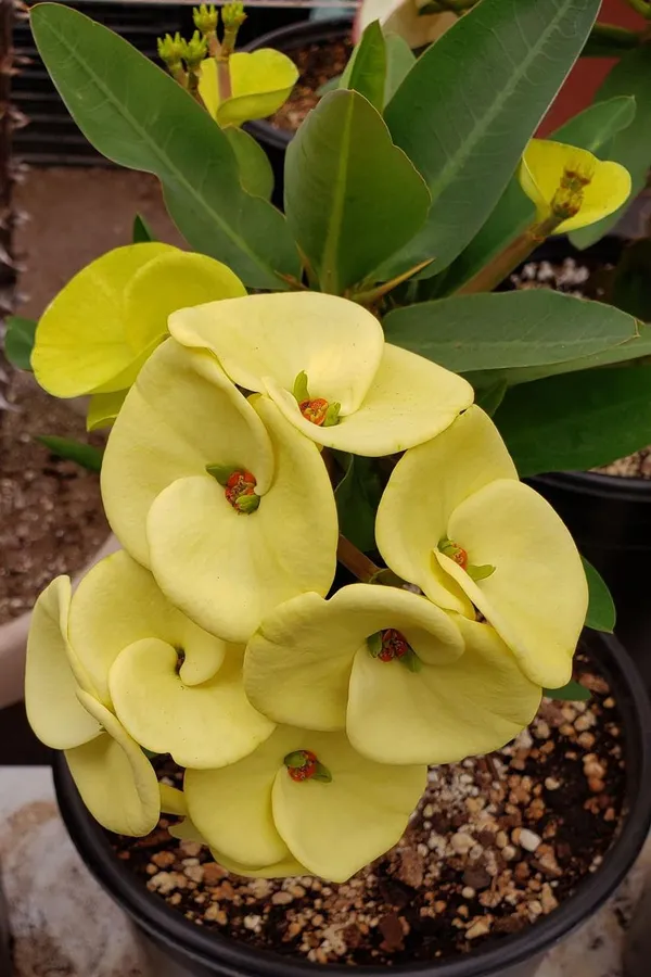 Yellow_Mili_Flower_Plant_(Pack_Of-1)