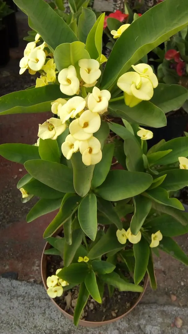 Yellow_Mili_Flower_Plant_(Pack_Of-1)