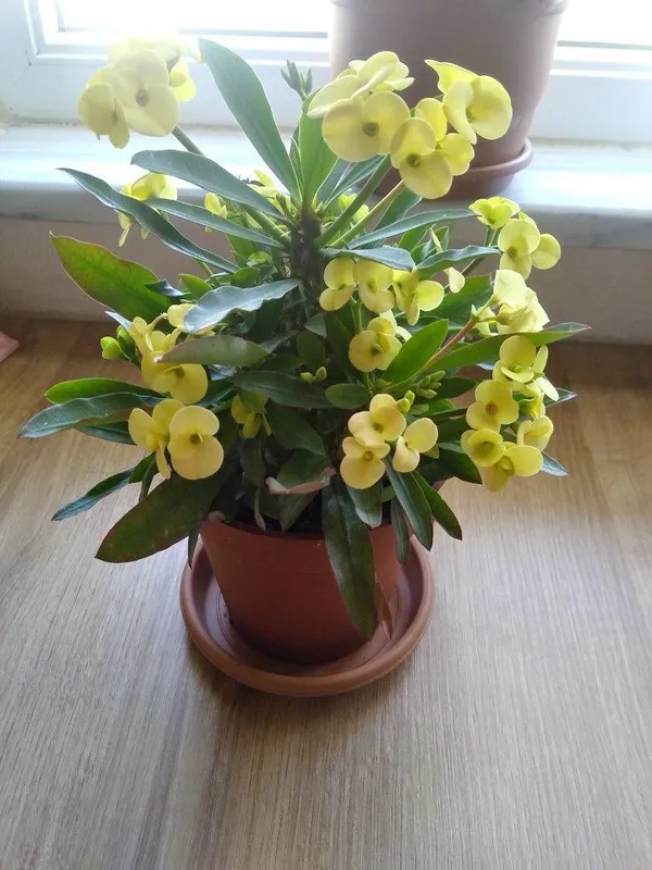 Yellow_Mili_Flower_Plant_(Pack_Of-1)