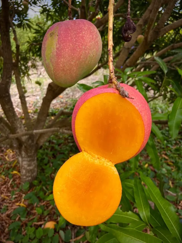 Apple_Mango_🥭🥭🥭_Fruit_Plant_(Hybrid_&_Grafting)_Pack_Of-1