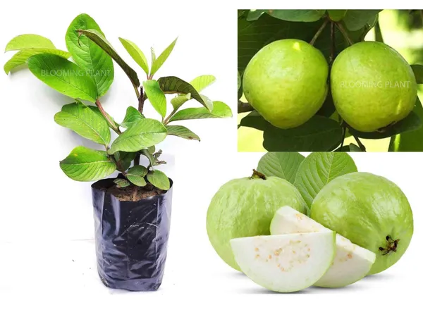 All_Time_Thai_L-40_Guava_Fruit_Plant_(Pack_Of-1_)