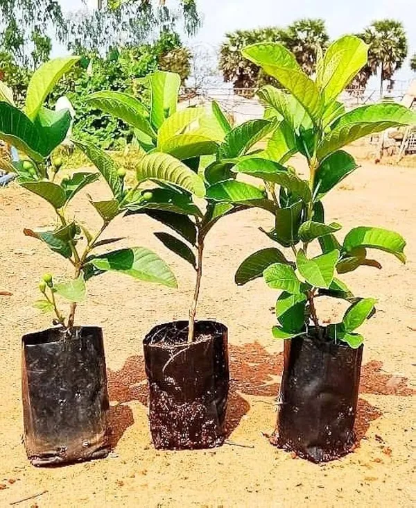All_Time_Thai_L-40_Guava_Fruit_Plant_(Pack_Of-1_)