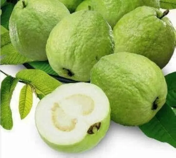 All_Time_Thai_L-40_Guava_Fruit_Plant_(Pack_Of-1_)