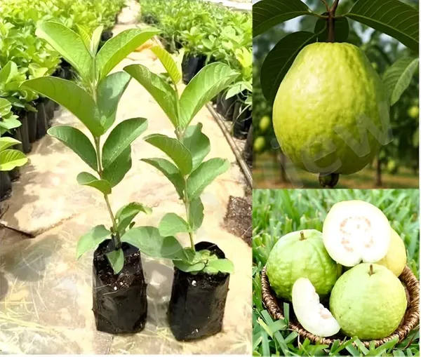 All_Time_Thai_L-40_Guava_Fruit_Plant_(Pack_Of-1_)