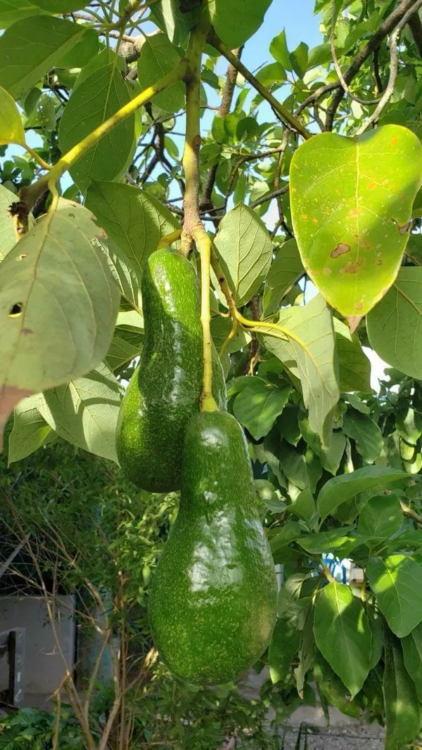 Hybrid_Avocado_🥑🥑🥑_Grafting_Plant_(Pack_Of-1)
