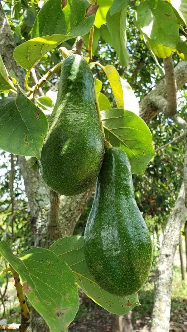 Hybrid_Avocado_🥑🥑🥑_Grafting_Plant_(Pack_Of-1)