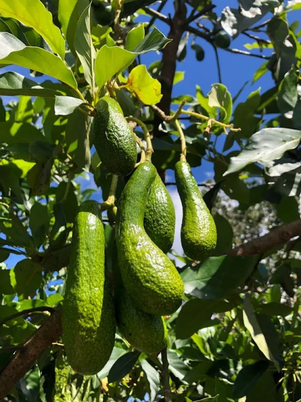 Hybrid_Avocado_🥑🥑🥑_Grafting_Plant_(Pack_Of-1)