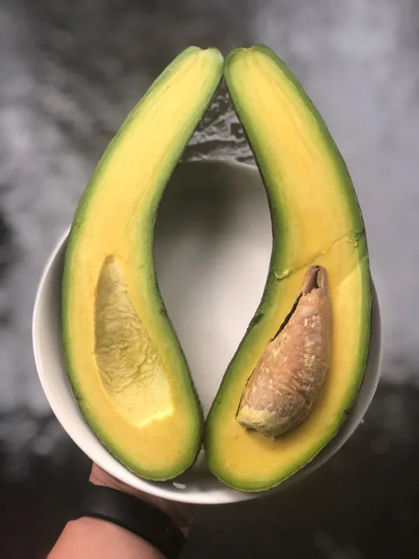 Hybrid_Avocado_🥑🥑🥑_Grafting_Plant_(Pack_Of-1)