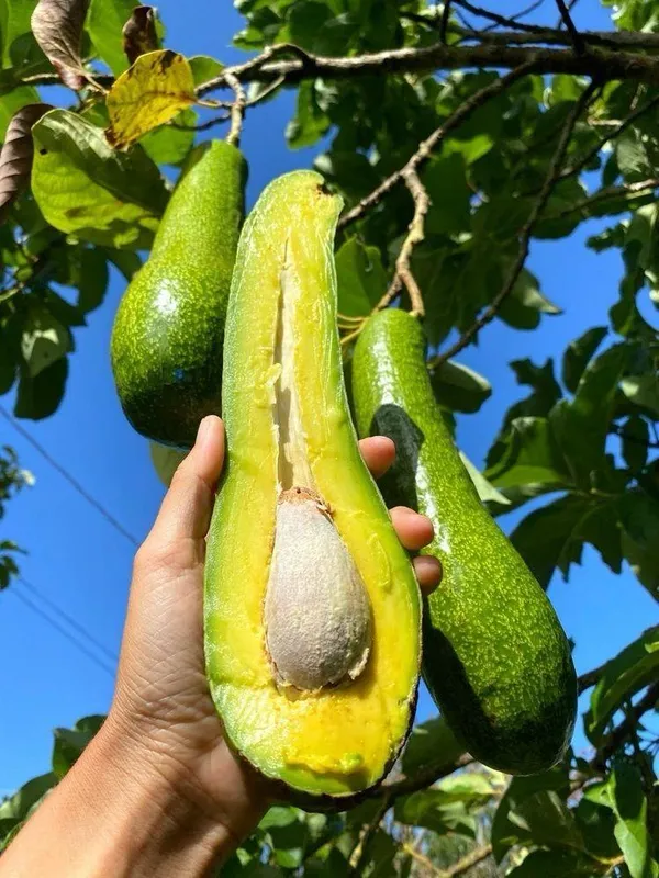 Hybrid_Avocado_🥑🥑🥑_Grafting_Plant_(Pack_Of-1)