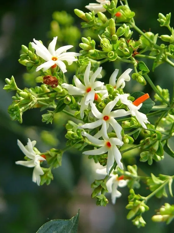 All_Time_Parijat_Night_Flowering_Jasmine__Plant_(Pack_Of_1)