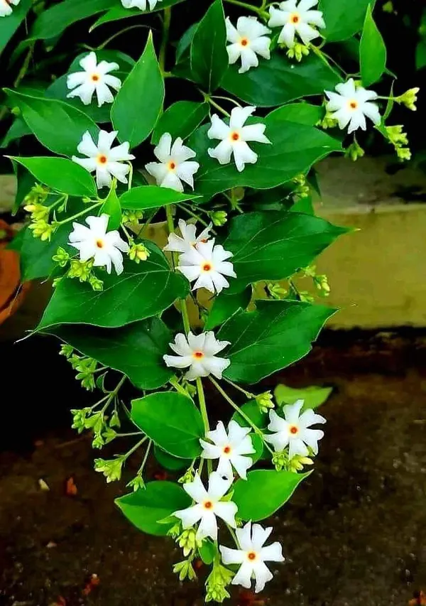 All_Time_Parijat_Night_Flowering_Jasmine__Plant_(Pack_Of_1)