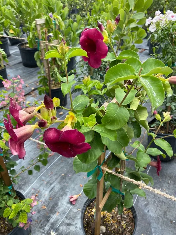 Allamanda_Flower_Plant_(Red)_Pack_Of_1