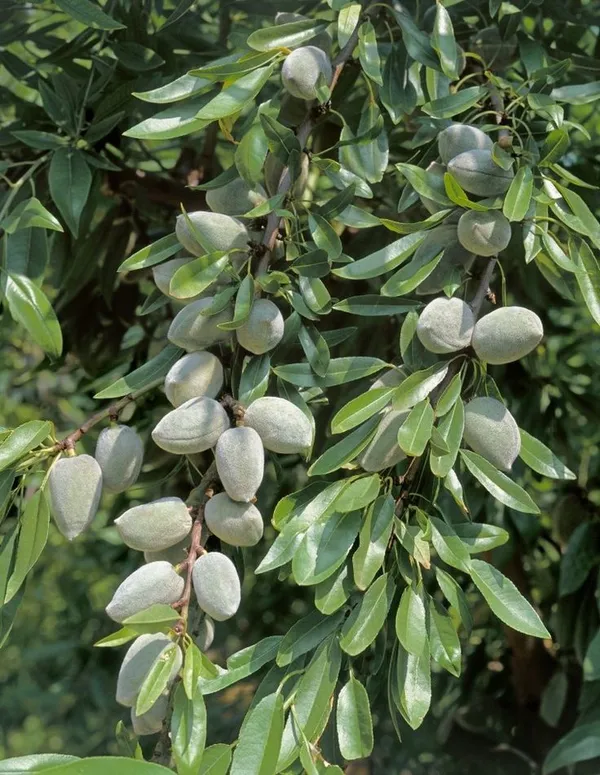 Almond_Fruit_Hybrid_Plant_(Pack_Of_1_)