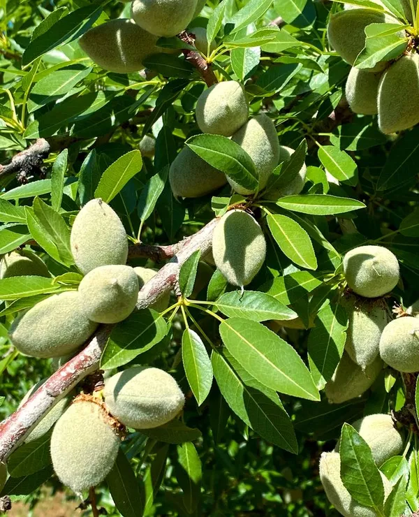 Almond_Fruit_Hybrid_Plant_(Pack_Of_1_)