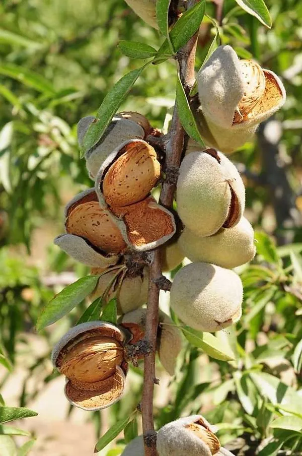 Almond_Fruit_Hybrid_Plant_(Pack_Of_1_)