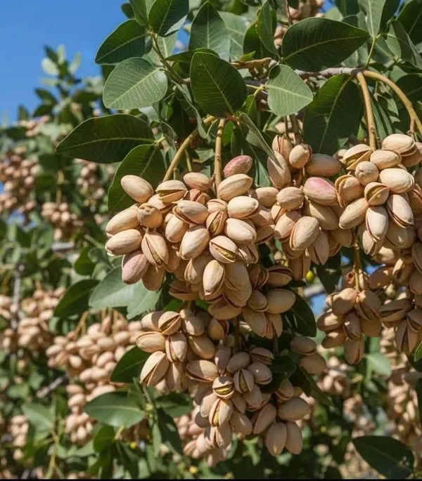 Almond_Fruit_Hybrid_Plant_(Pack_Of_1_)