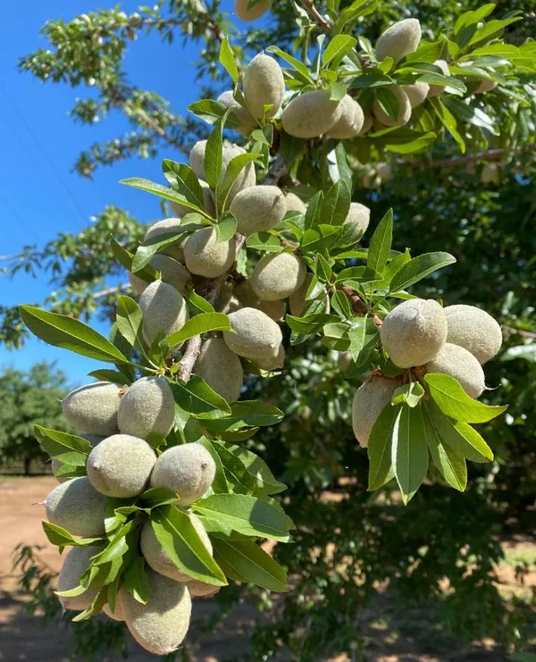 Almond_Fruit_Hybrid_Plant_(Pack_Of_1_)