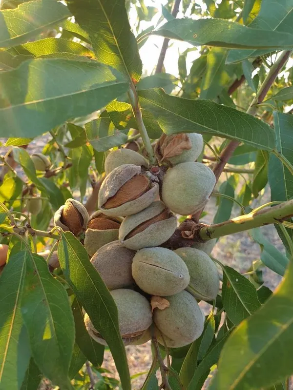 Almond_Fruit_Hybrid_Plant_(Pack_Of_1_)