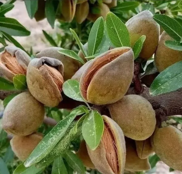 Almond_Fruit_Hybrid_Plant_(Pack_Of_1_)