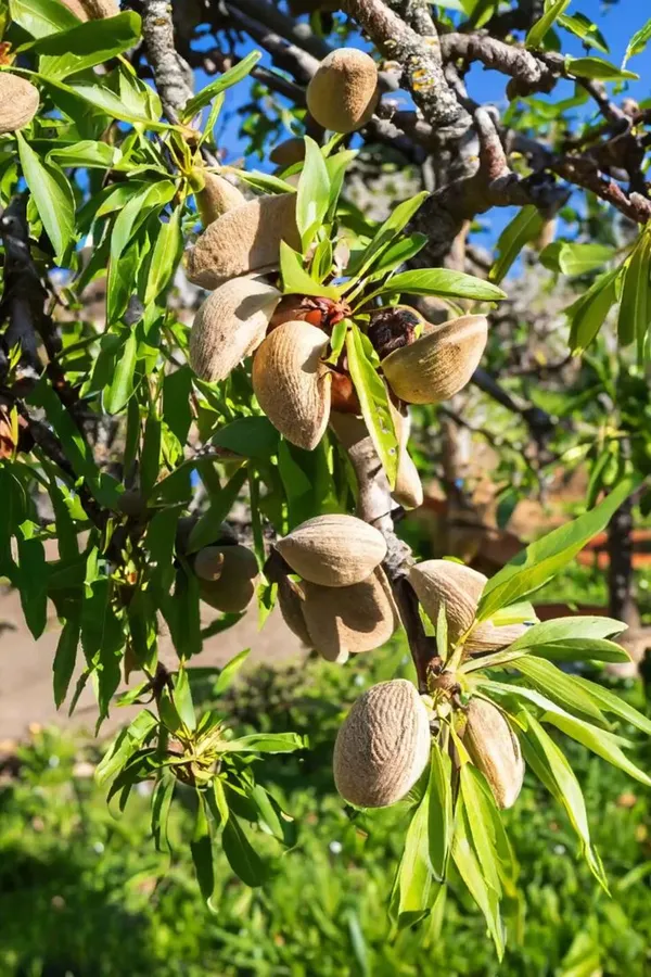 Almond_Fruit_Hybrid_Plant_(Pack_Of_1_)