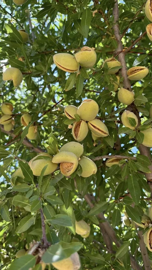 Almond_Fruit_Hybrid_Plant_(Pack_Of_1_)