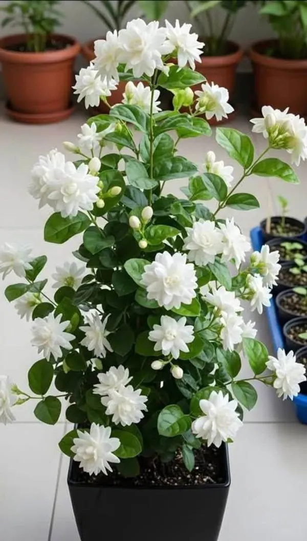 Arabian_Jasmine_(Bell_Ful)_Pack_Of_1