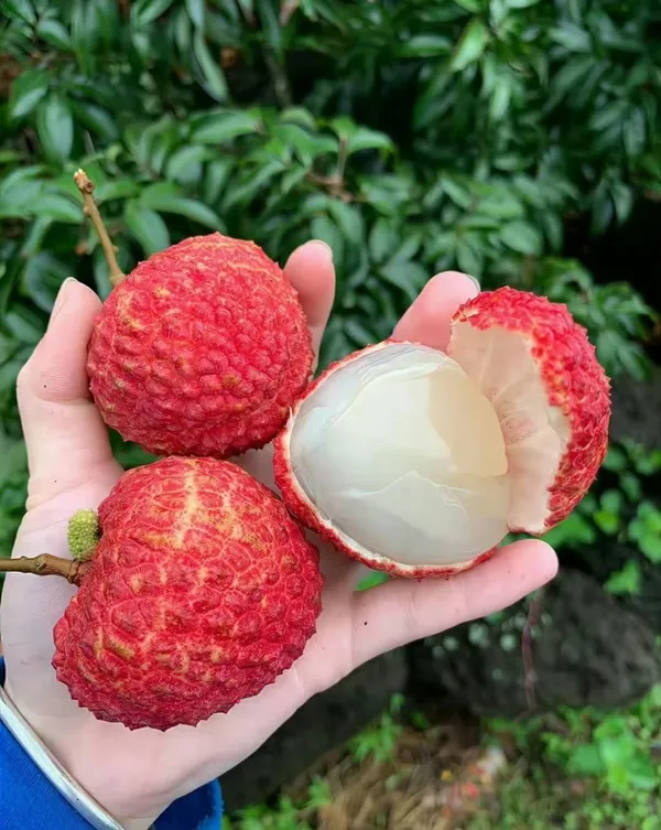 Ata_Bombay_Litchi_Hybrid_Grafting_Fruit_Plant_(Pack_Of_1)