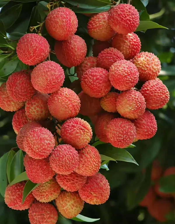 Ata_Bombay_Litchi_Hybrid_Grafting_Fruit_Plant_(Pack_Of_1)