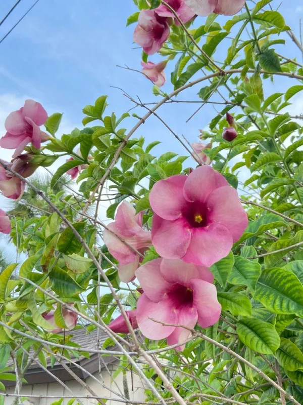 Hybrid_Pink_Allamanda_Flower_Plant_(Pack_Of-1_)