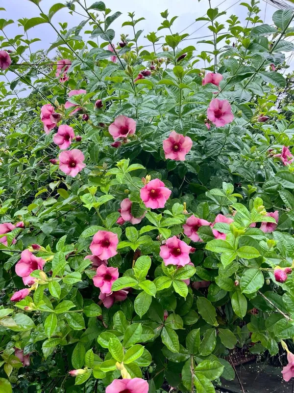 Hybrid_Pink_Allamanda_Flower_Plant_(Pack_Of-1_)