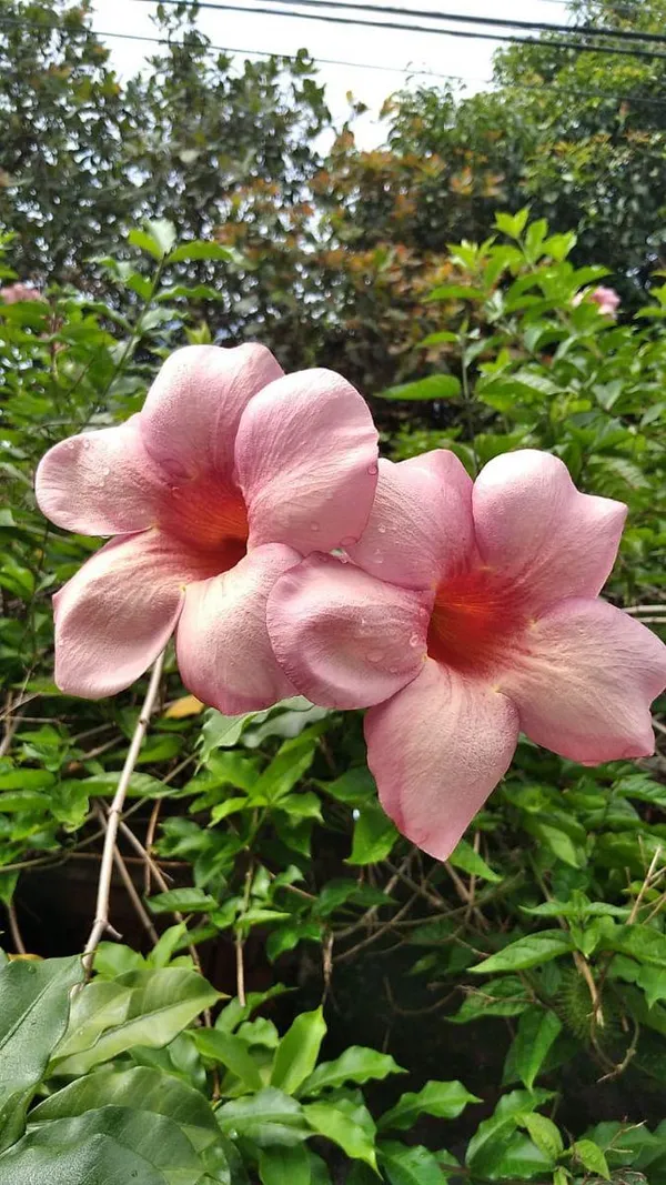 Hybrid_Pink_Allamanda_Flower_Plant_(Pack_Of-1_)
