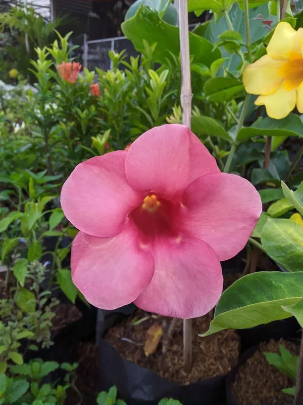 Hybrid_Pink_Allamanda_Flower_Plant_(Pack_Of-1_)