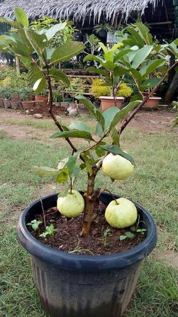 Hybrid_Baruipur_Guava_Fruit_Plant_(_Pack_Of-1_)