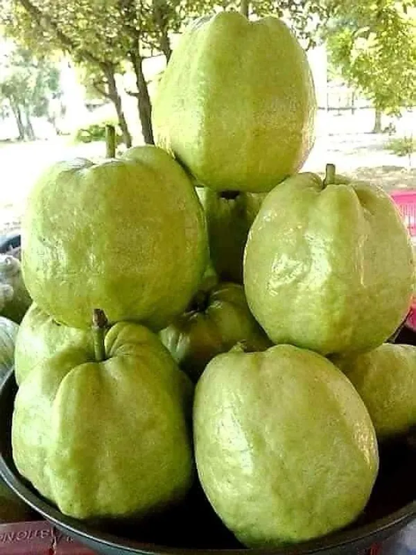Hybrid_Baruipur_Guava_Fruit_Plant_(_Pack_Of-1_)