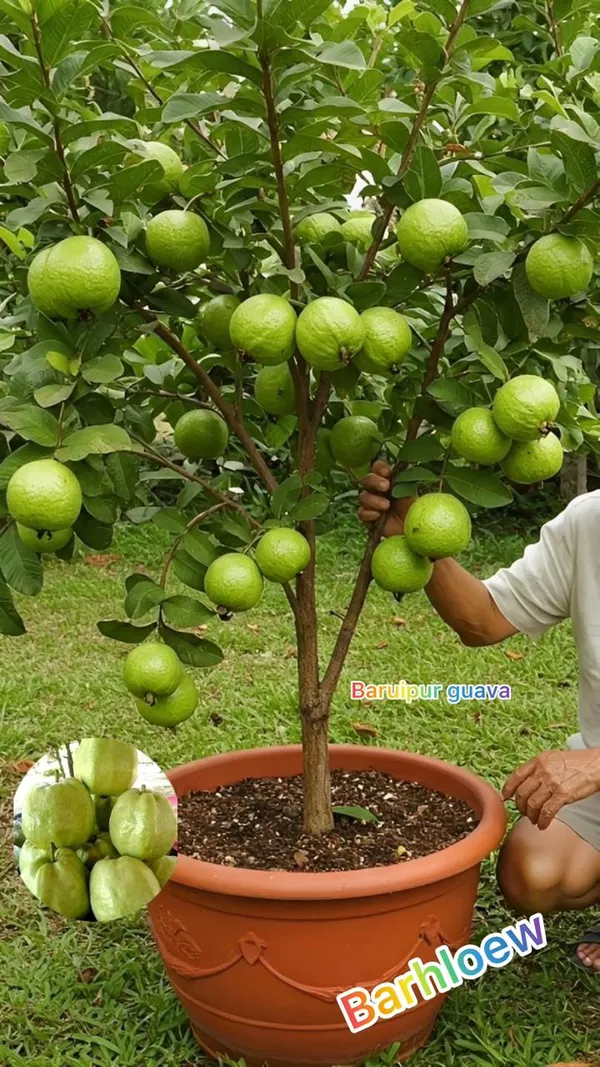 Hybrid_Baruipur_Guava_Fruit_Plant_(_Pack_Of-1_)