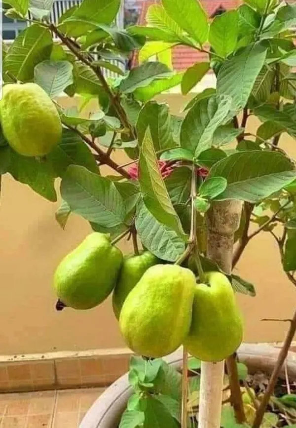 Hybrid_Baruipur_Guava_Fruit_Plant_(_Pack_Of-1_)