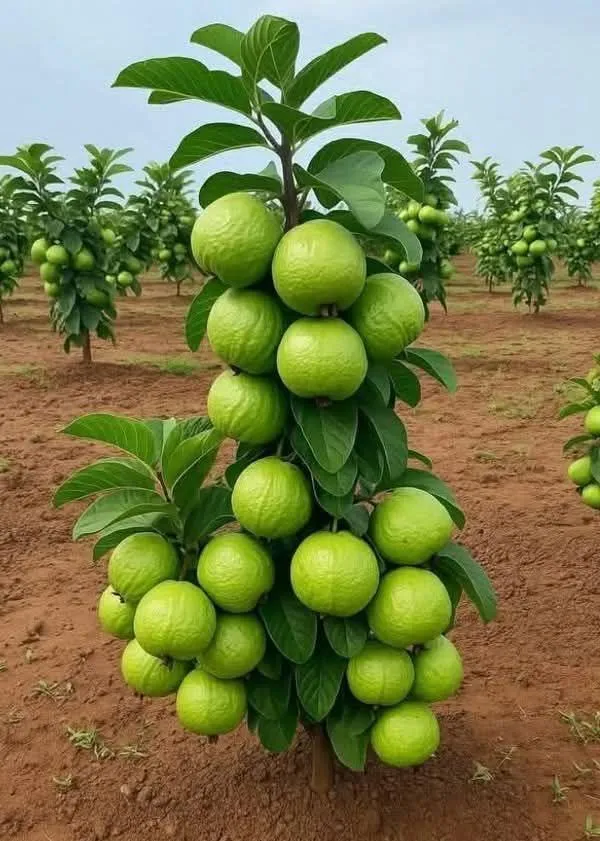 Hybrid_Baruipur_Guava_Fruit_Plant_(_Pack_Of-1_)