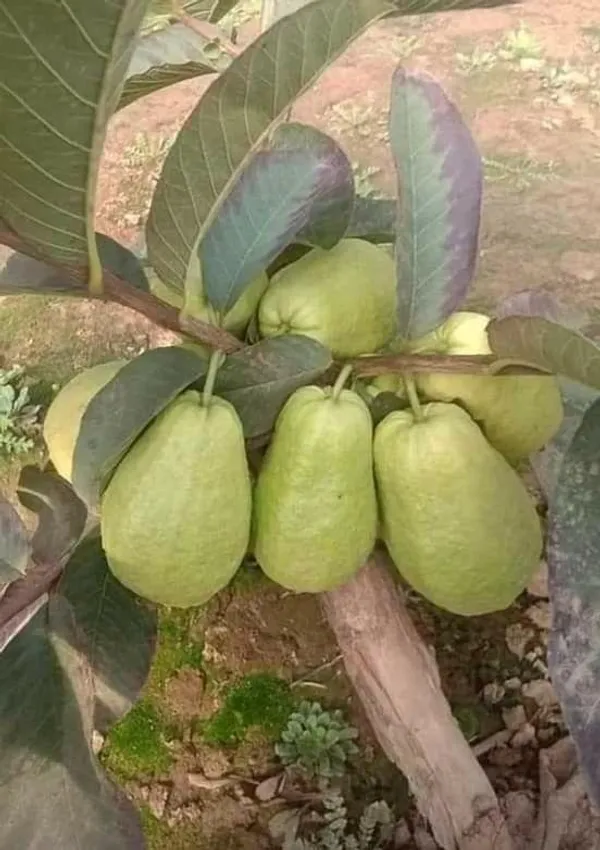 Hybrid_Baruipur_Guava_Fruit_Plant_(_Pack_Of-1_)
