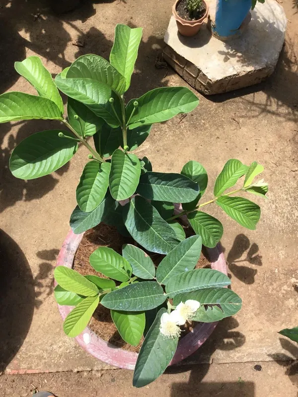 Hybrid_Baruipur_Guava_Fruit_Plant_(_Pack_Of-1_)