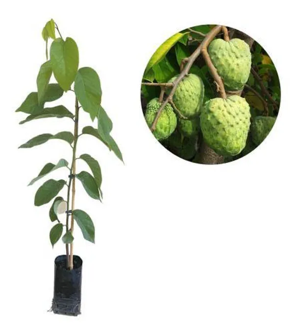 Custard_Apple_Fruit_Plant_(Hybrid_&_Grafting_)Pack_Of-1