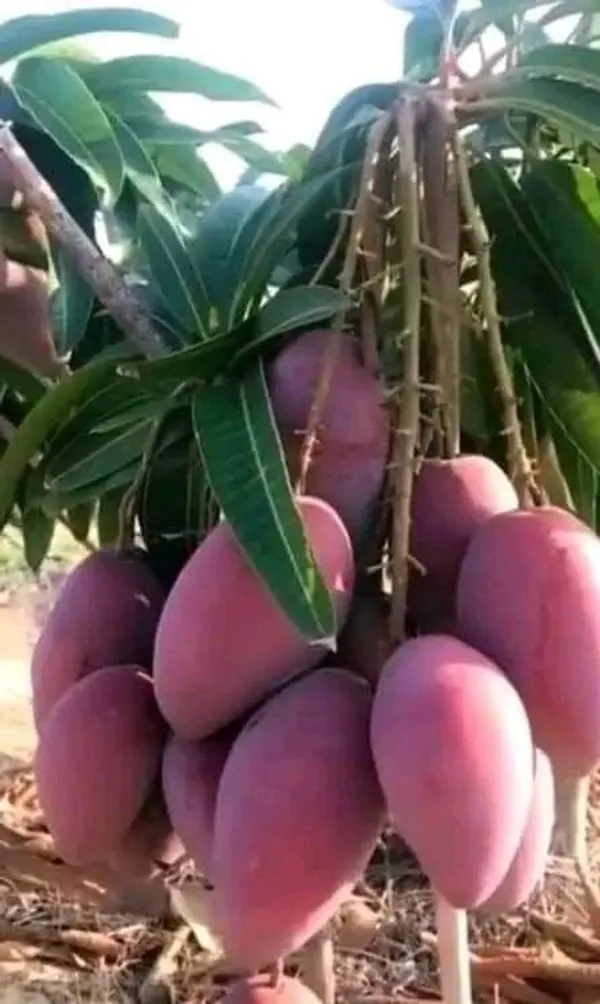 Hybrid_Gourmoti_Mango_🥭🥭🥭_Grafting_Fruit_Plant_(Pack_Of-1_)